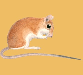 Take in a gerbil species rodent